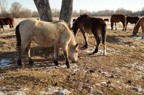 Herd of Horses on Brown Field
