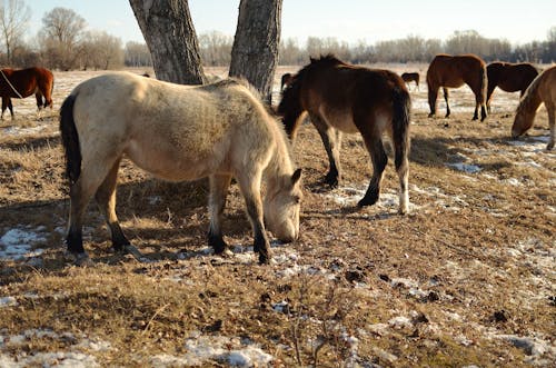 Photos gratuites de animaux, campagne, chevaux