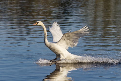 Kostnadsfri bild av djur, djurfotografi, fågel