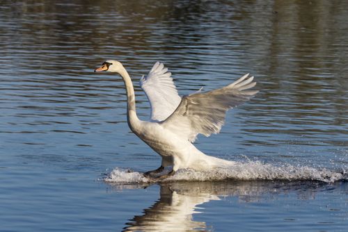 Free A majestic white swan gracefully lands on a calm water surface, wings spread wide. Stock Photo