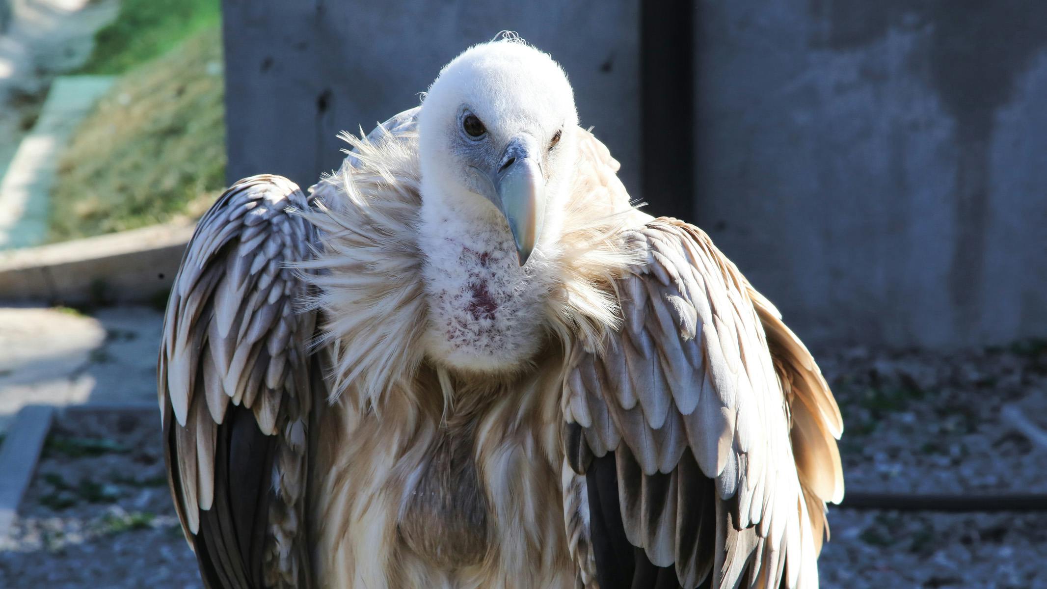 Salman Mirza Bowling Pakistan vs South Africa 2025