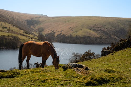 Brown Horse Standing on Green Grass Field Near Lake