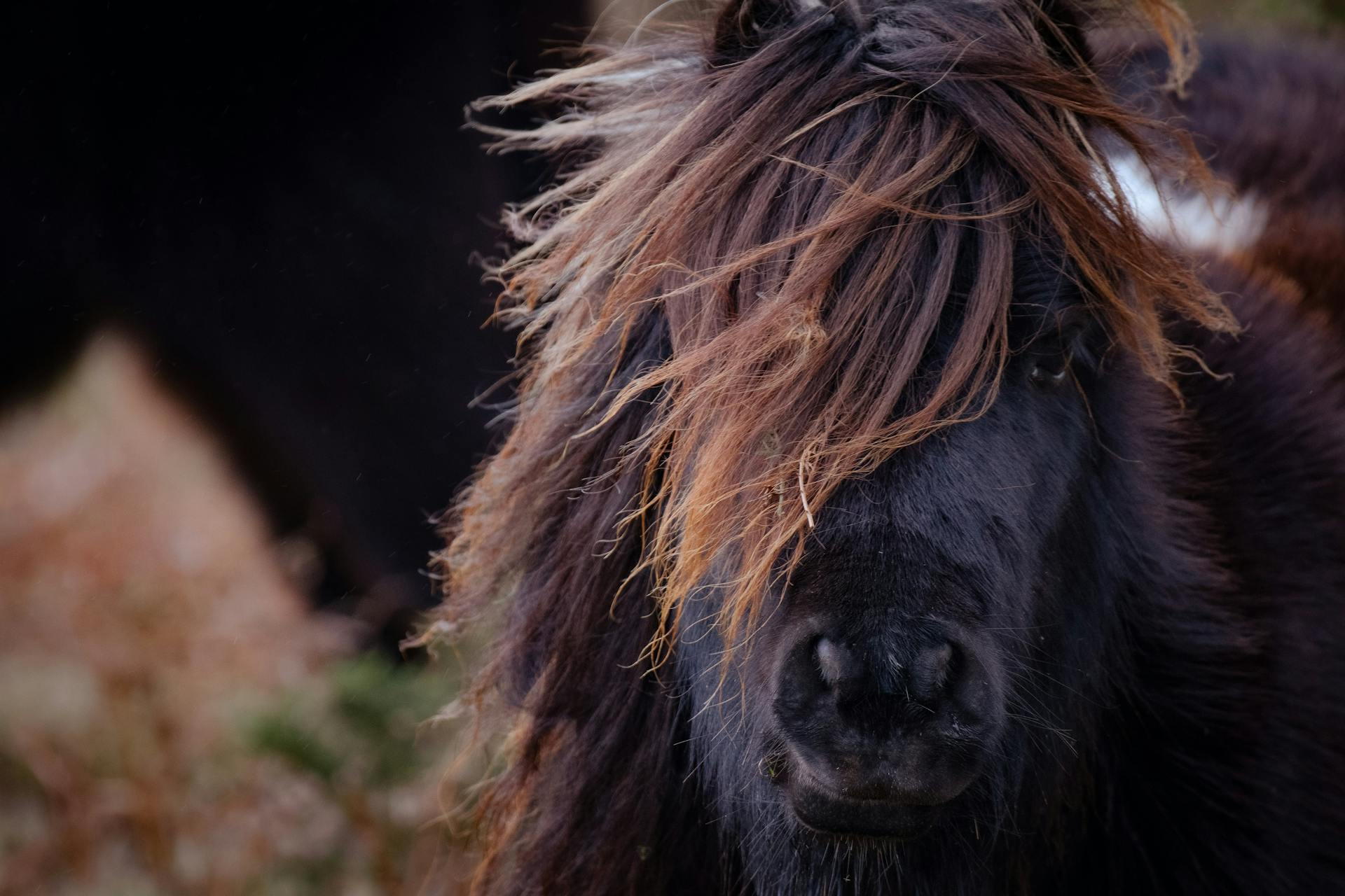 En närbild av en Shetlandponny