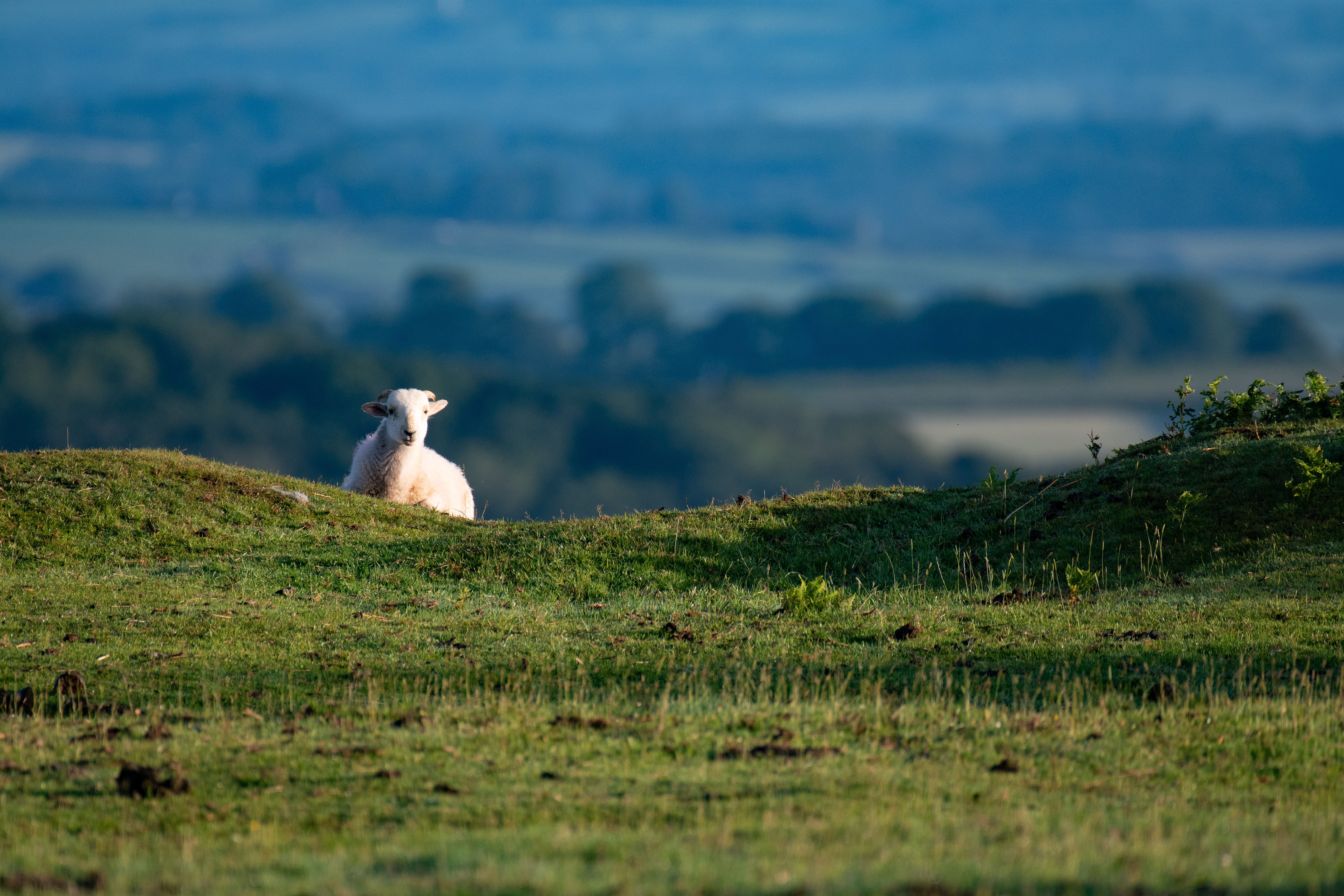 White Sheep on Green Grass Field · Free Stock Photo