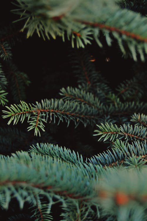 Green Pine Tree Leaves in Close-Up Photography