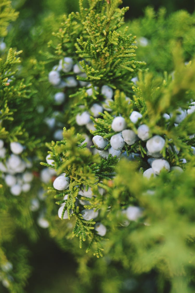 Unripe Berries And Green Leaves