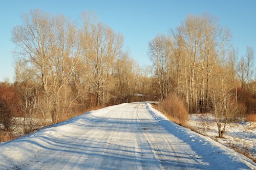 Snow Covered Road Between Bare Trees Under Blue Sky