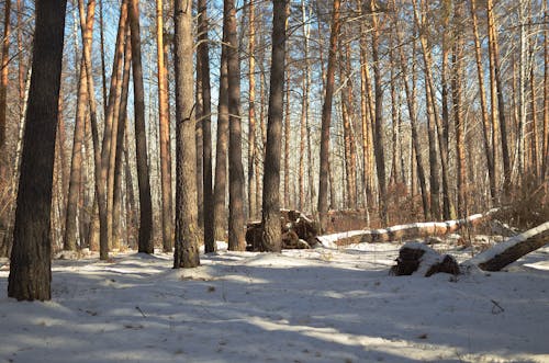 Foto stok gratis dingin, gundul, hutan
