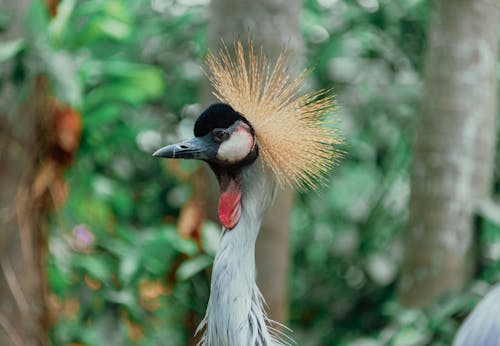 Fotografía En Primer Plano De Pájaro