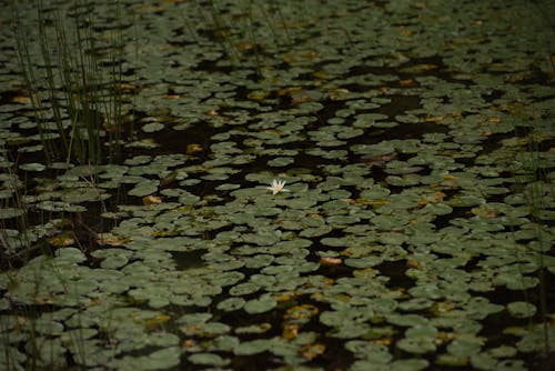 Darmowe zdjęcie z galerii z jezioro, latający, lilie wodne