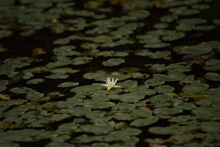 White Lotus Flower In Bloom