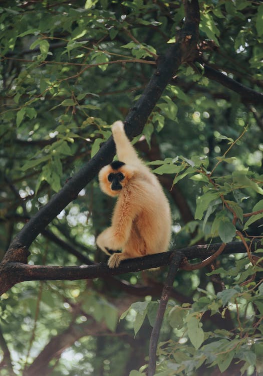 Brown Primate Sitting on Tree Branch
