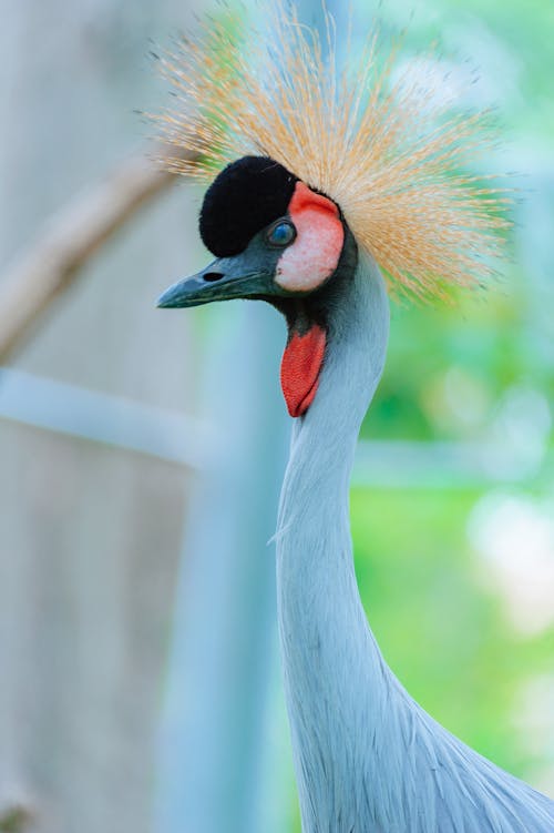 ブルーグースの野生動物写真