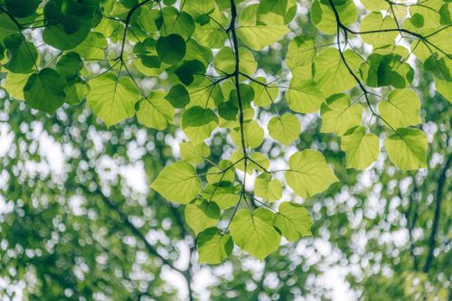 Free Close-up of vibrant green leaves on a tree branch, capturing the essence of spring outdoors. Stock Photo
