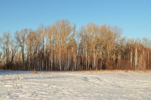 Gratis Fotos de stock gratuitas de arboles, bosque, cielo azul Foto de stock