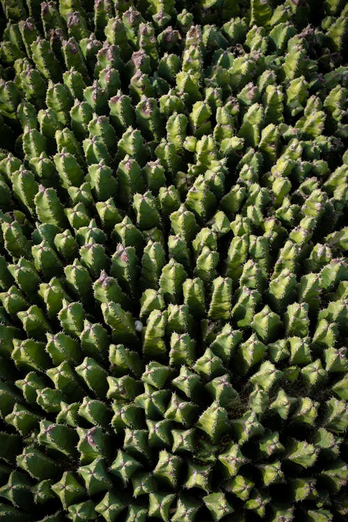 Kostenloses Stock Foto zu draufsicht, grün, kaktus