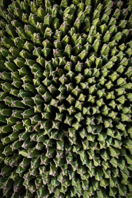 Cactus Plants in Close-up Photography