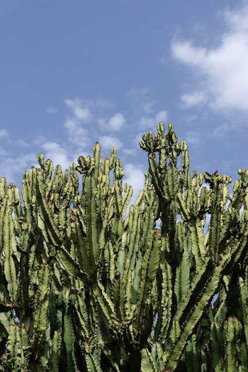 Fotobanka s bezplatnými fotkami na tému kaktusy, modrá obloha, mraky