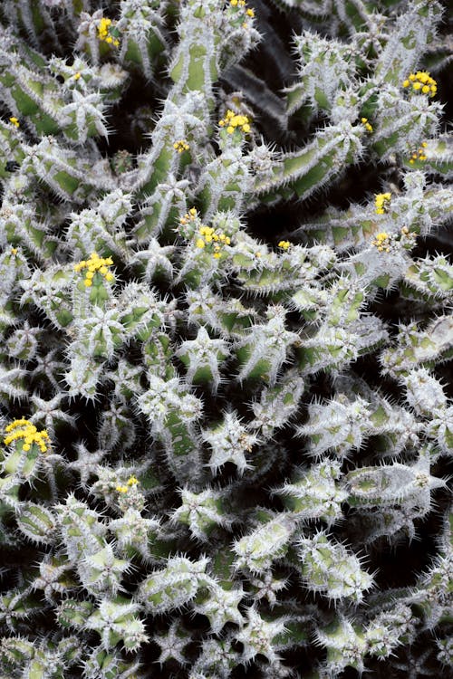 Yellow Flowers in Cactus Plants