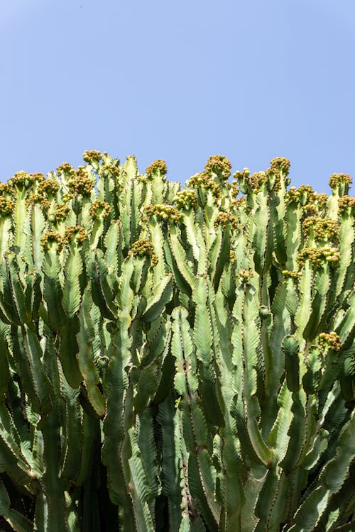 Candelabrum Plant under the Blue Sky