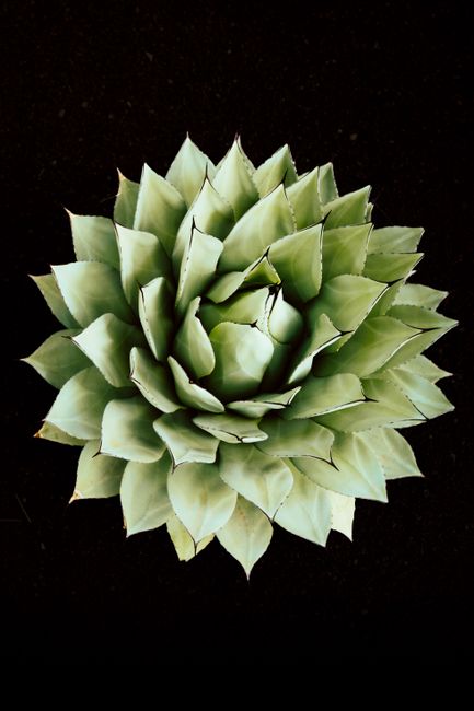 Top view of a green cactus with sharp leaves on a contrasting black background.