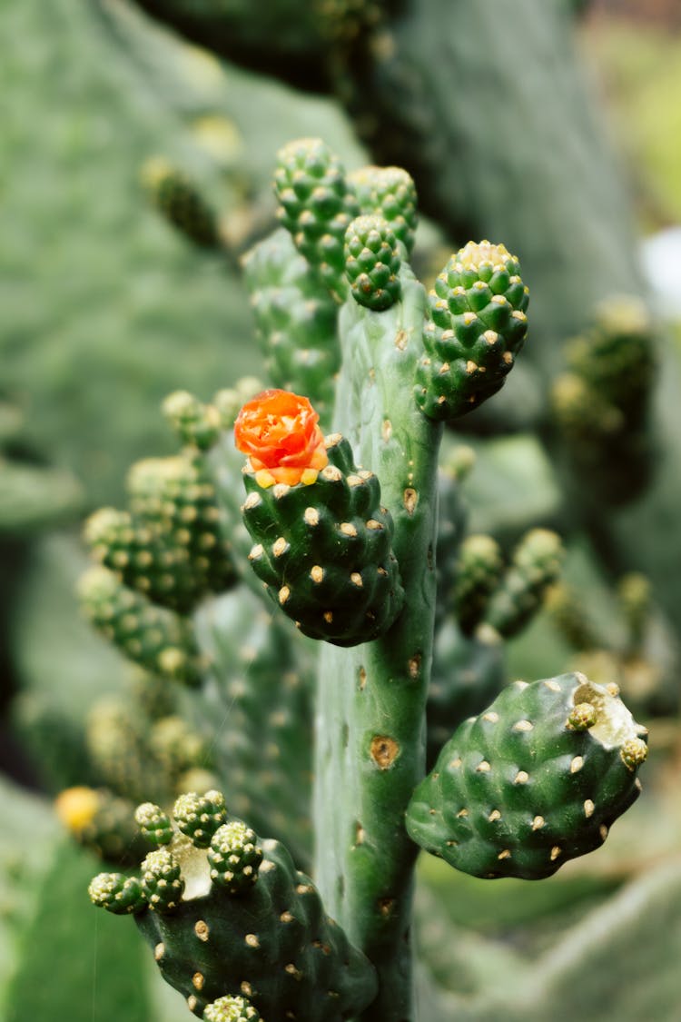 Orange Flower On A Cactus Plant