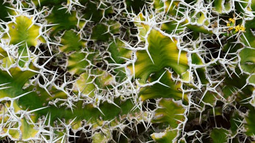 คลังภาพถ่ายฟรี ของ ต้นกระบองเพชร, พืชกระบองเพชร