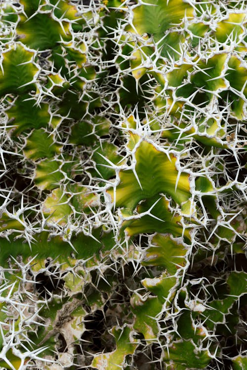 Sharp Cactus Plant