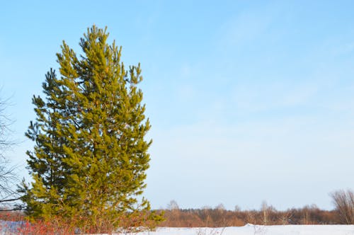 Бесплатное стоковое фото с @outdoor, зима, лес