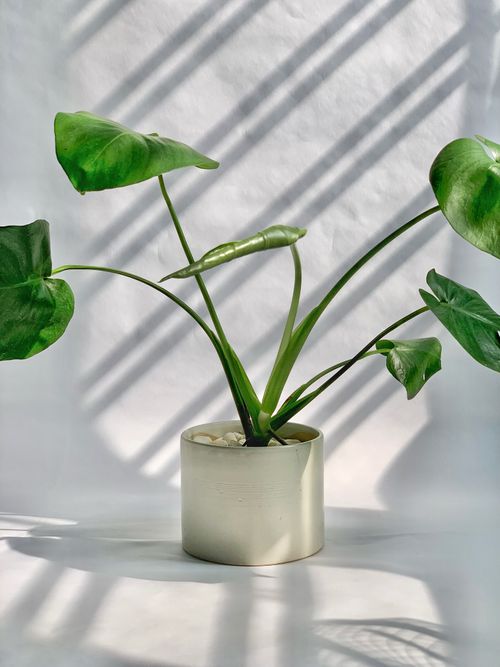 Free A beautiful monstera plant in a light-filled indoor setting with soft shadows. Stock Photo