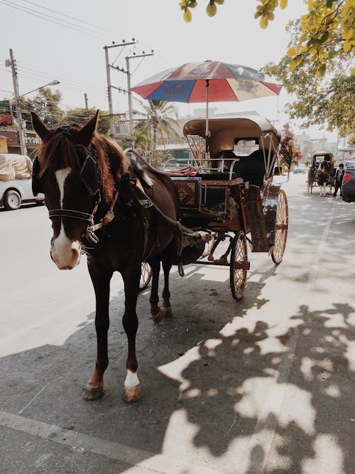 Horse Carriage on the Road