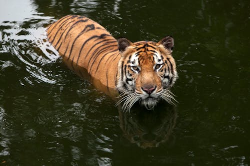Free Tiger in Water Stock Photo