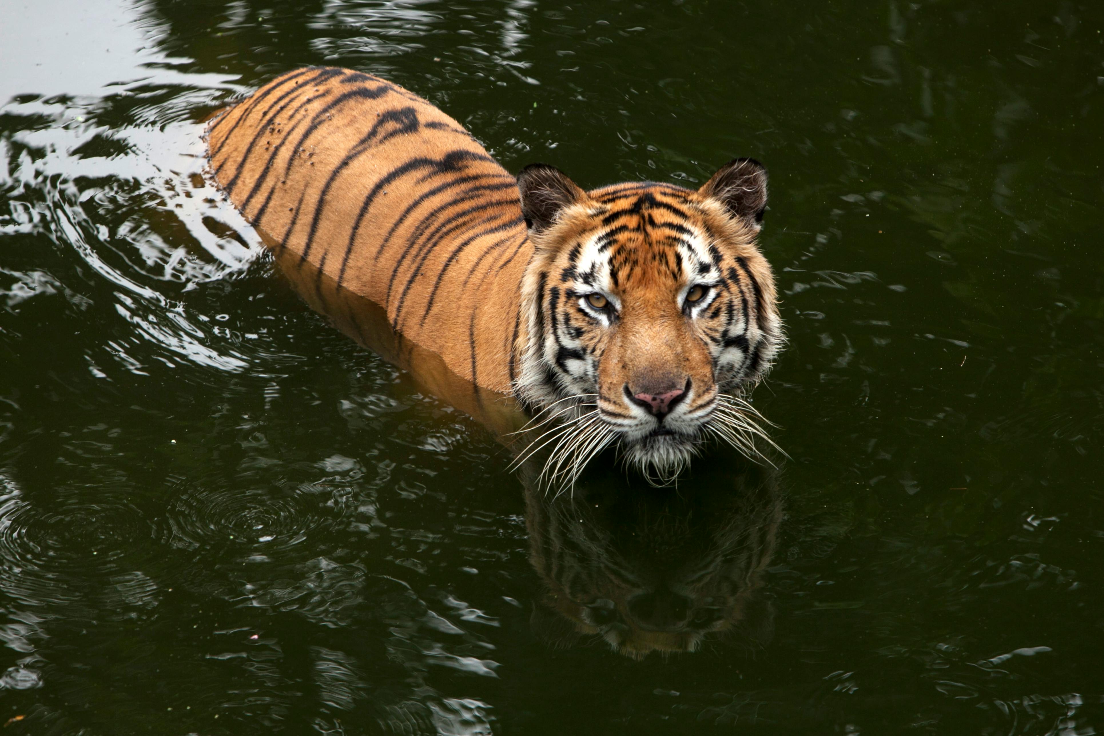 siberian tiger swimming