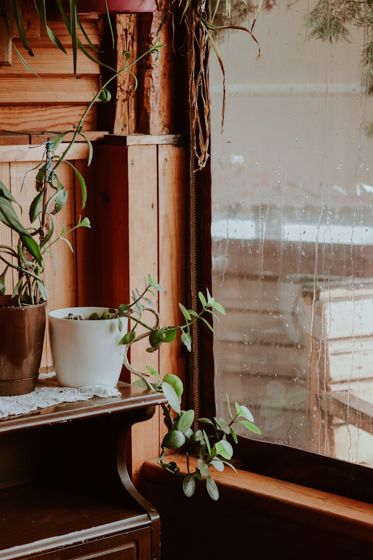 Potted Plants Near Glass Window