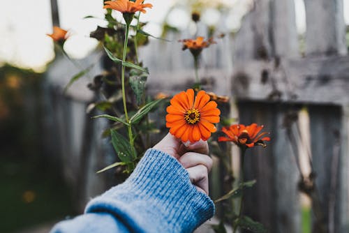 Immagine gratuita di avvicinamento, fiori, fioritura