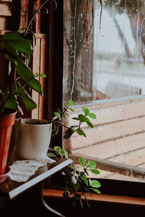Základová fotografie zdarma na téma déšť, dešťové kapky, hrnkové rostliny