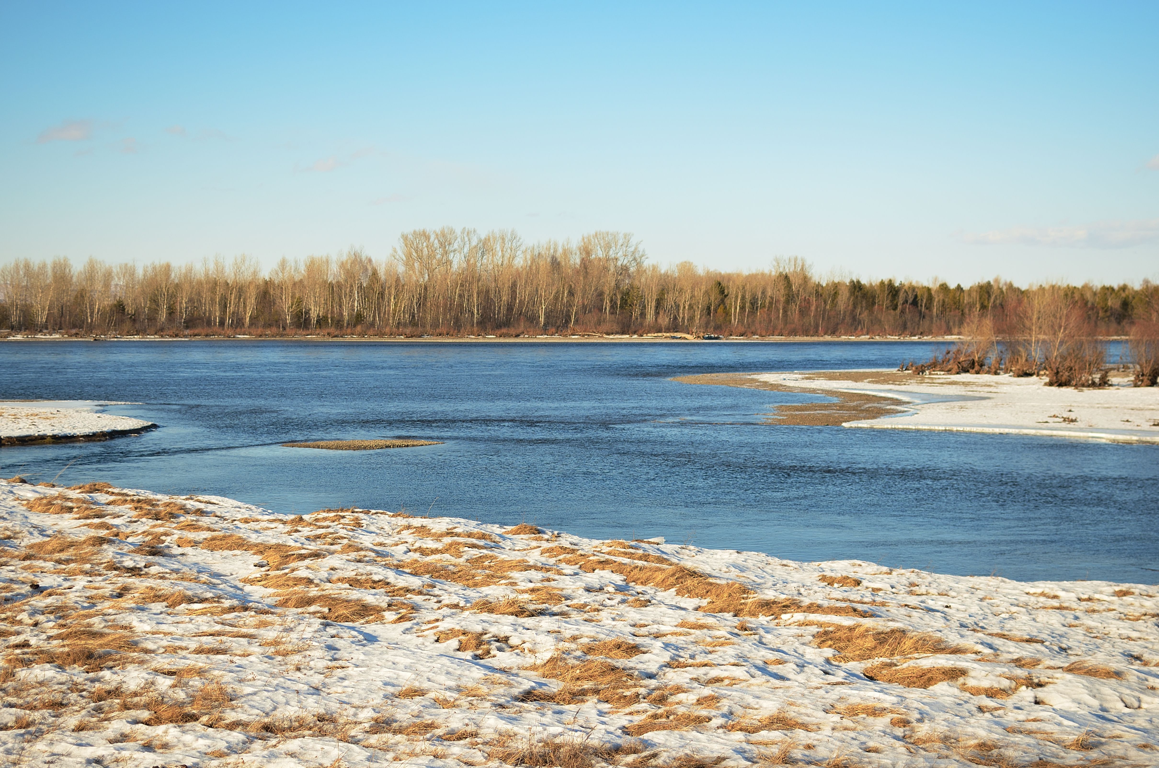 Clear Blue Sky over Trees and a Lake · Free Stock Photo
