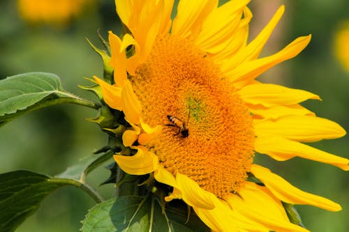 Close-Up Shot of a Bee on a Sunflower