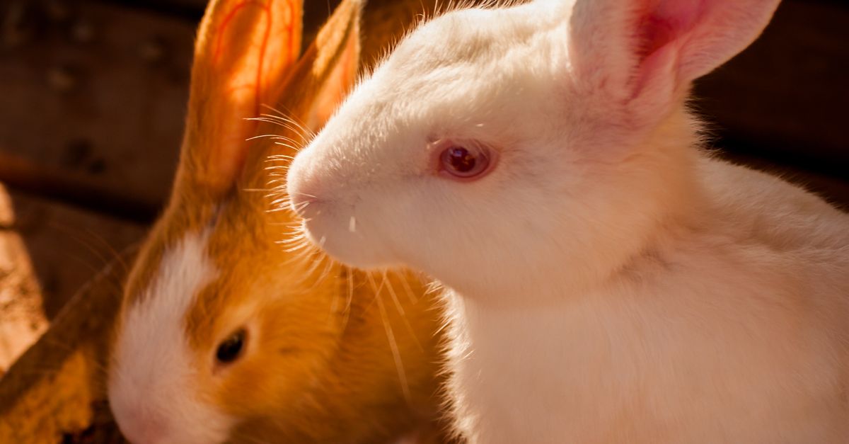 Close-up Photo of Rabbits · Free Stock Photo