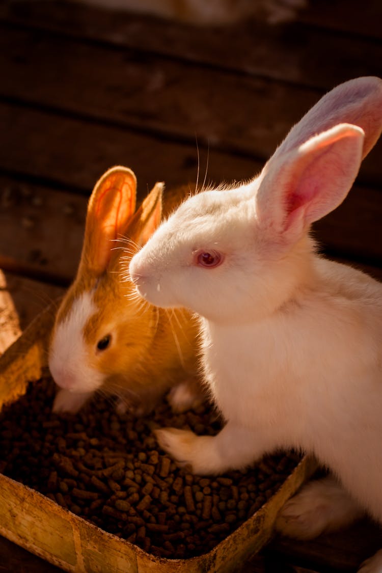 Close-up Photo Of Rabbits