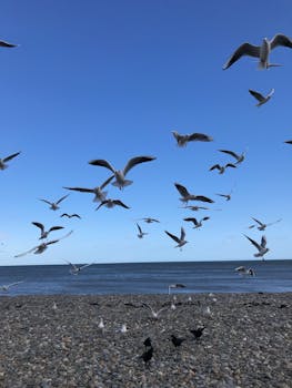 A flock of seagulls soaring over a pebble beach by the sea under a clear blue sky.