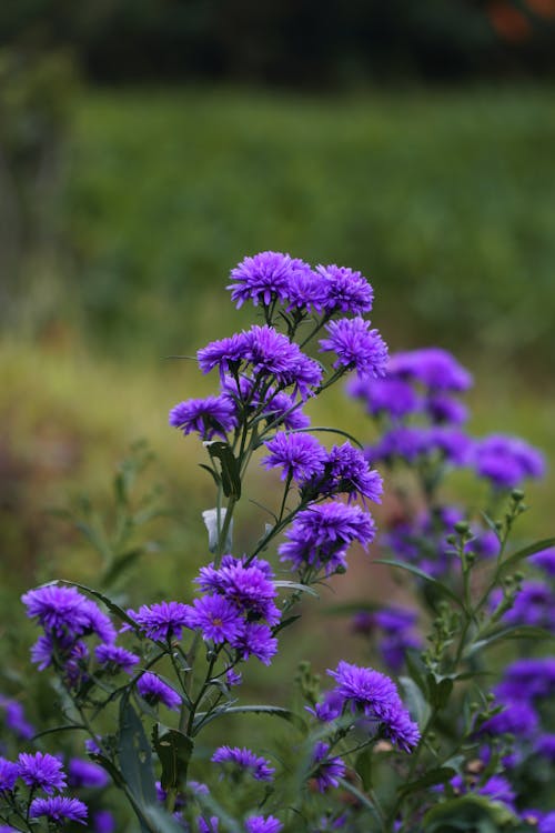 Základová fotografie zdarma na téma detail, fialové květiny, kvést