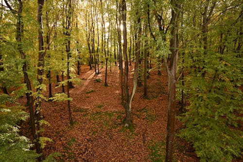 Kostnadsfria Kostnadsfri bild av grenar, jord, löv Stock foto