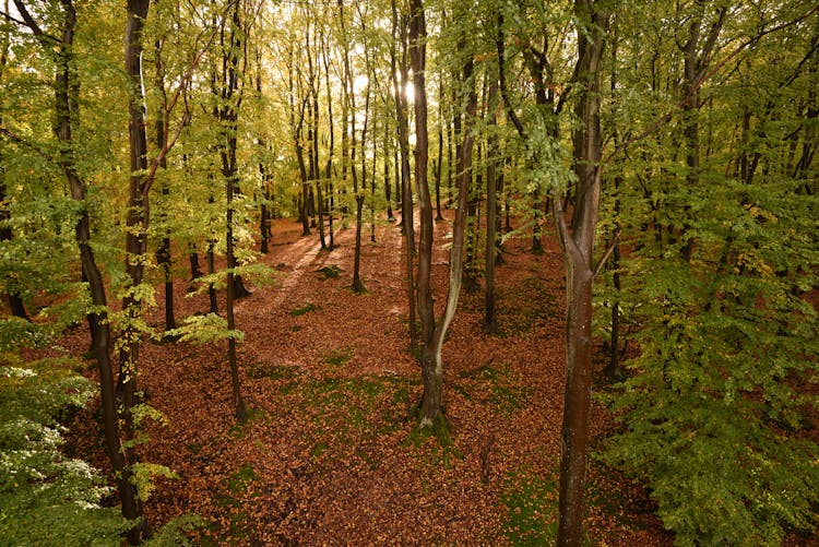 Forest Ground Covered In Leaves