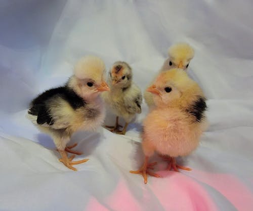 Assorted crested chicks