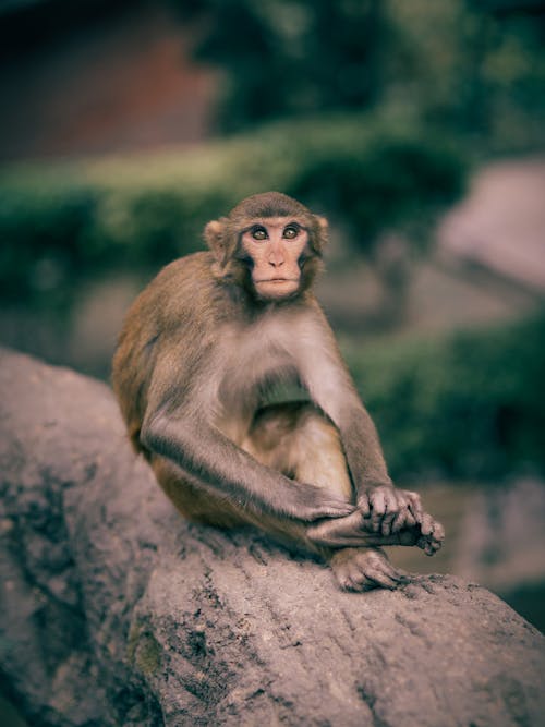 A Brown Monkey Sitting on Brown Rock