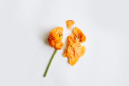 Free Yellow Flower on White Surface Stock Photo