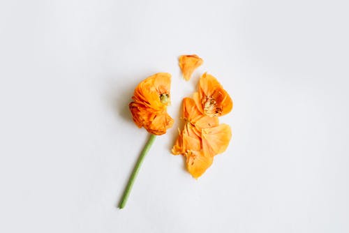 Photo of Flower on White Surface