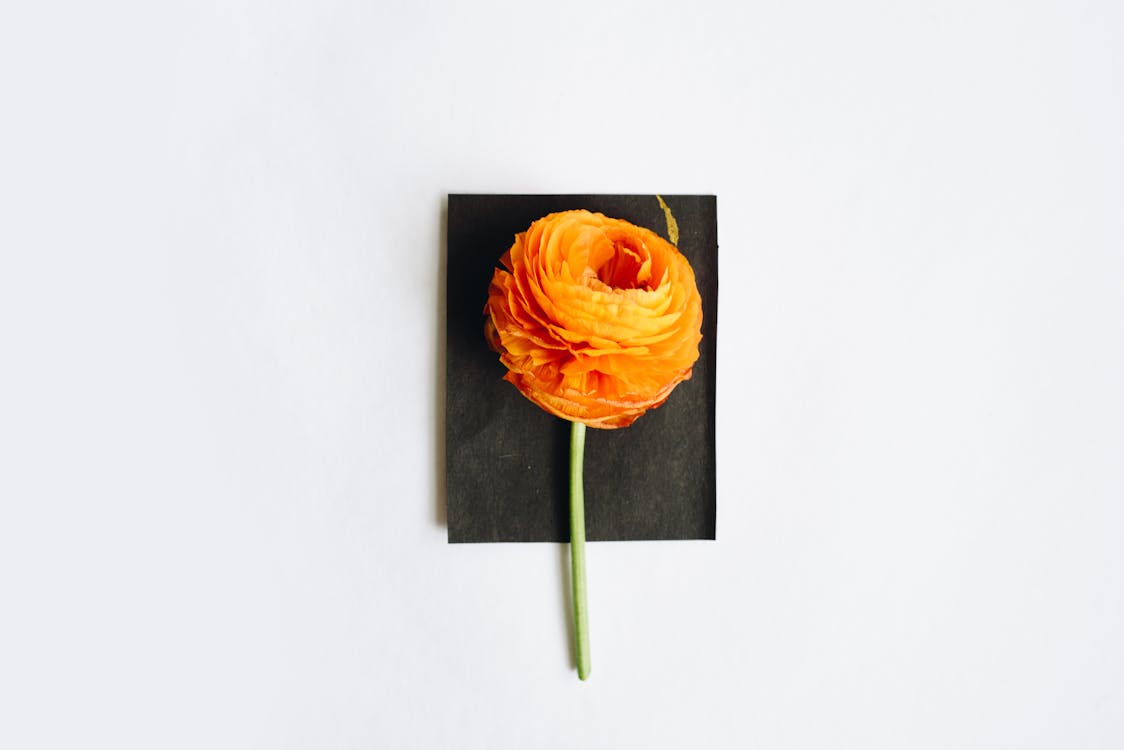 Flower on Top of a Black Paper