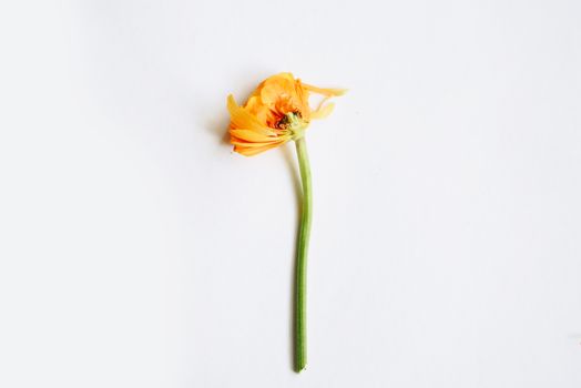 An orange ranunculus flower with a green stem isolated on a white background, showcasing minimalist beauty.